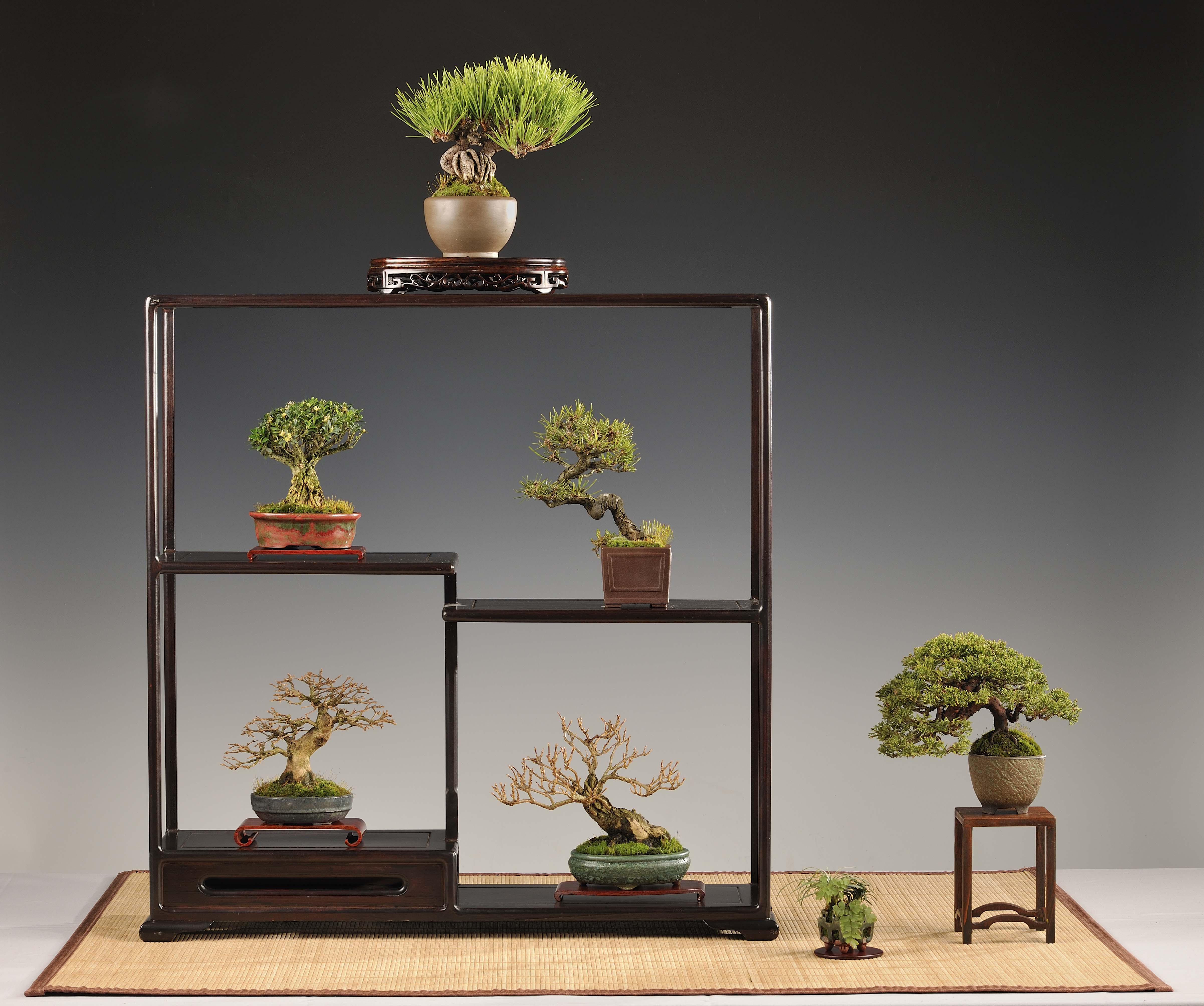 shohin kijelző , shohin display